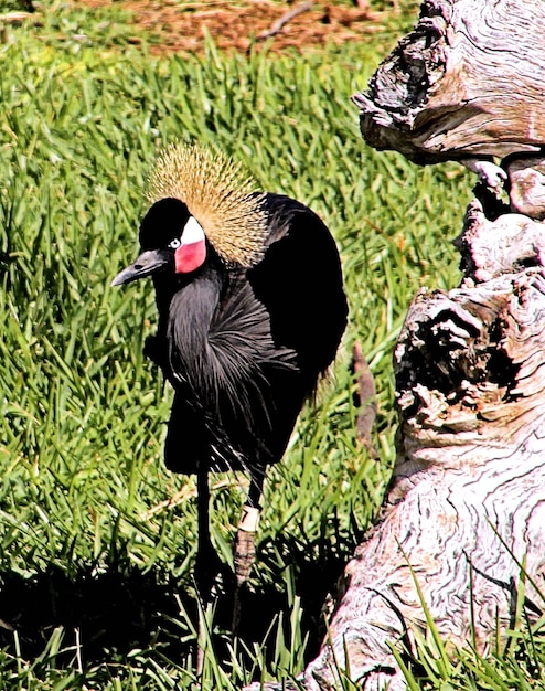 Photo close-up of bird perching on grass