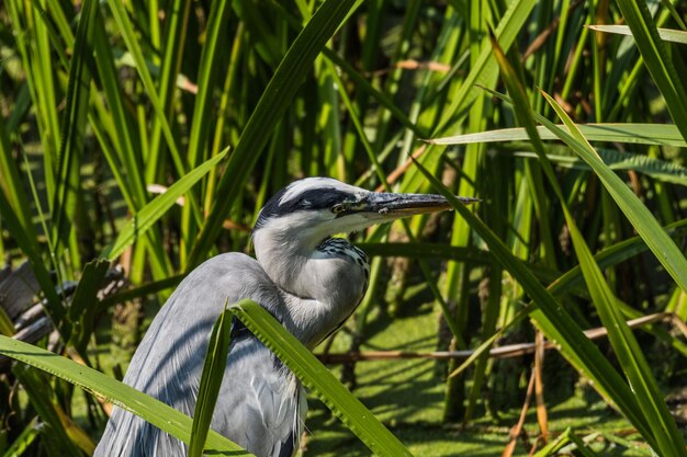 Photo close-up of a bird perching on grass