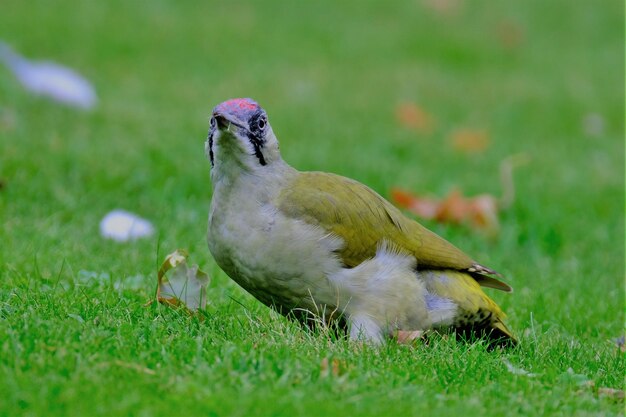 Close-up of bird perching on grass