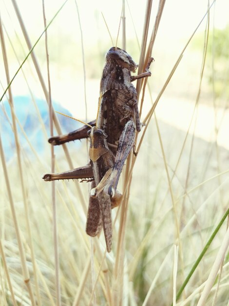 Photo close-up of bird perching on grass