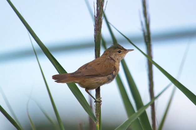 Photo close-up of bird perching on grass