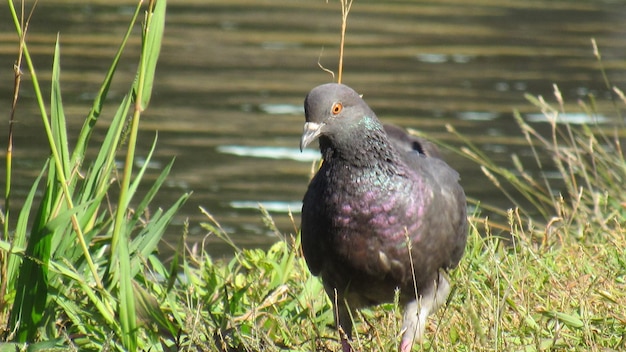 Foto close-up di un uccello appoggiato sull'erba