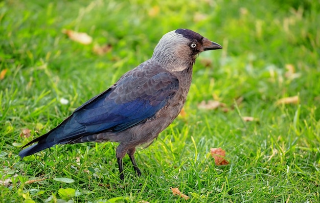 Foto close-up di un uccello appoggiato sull'erba