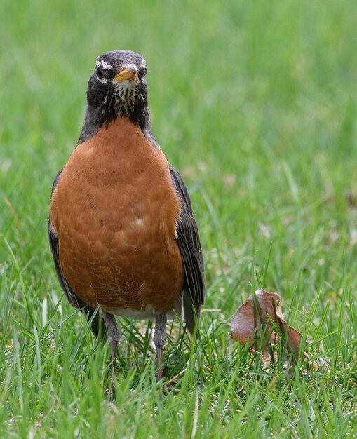 草の上に座っている鳥のクローズアップ