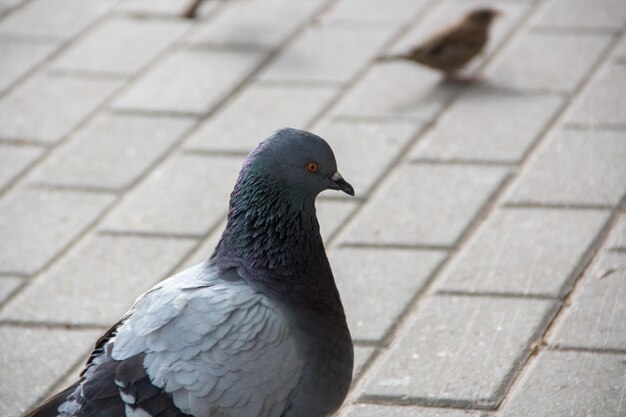 Photo close-up of bird perching on ground