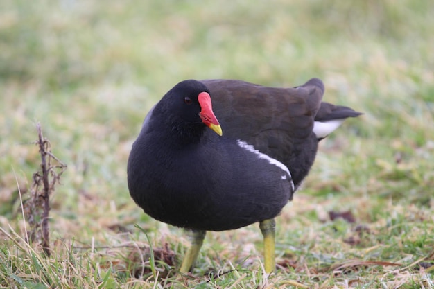 Photo close-up of bird perching on ground