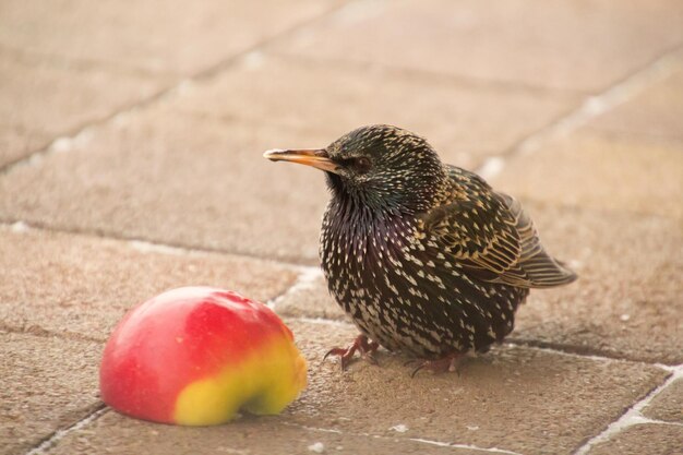 地面に座っている鳥のクローズアップ