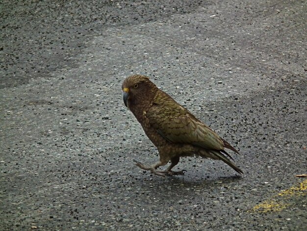 Photo close-up of bird perching on ground