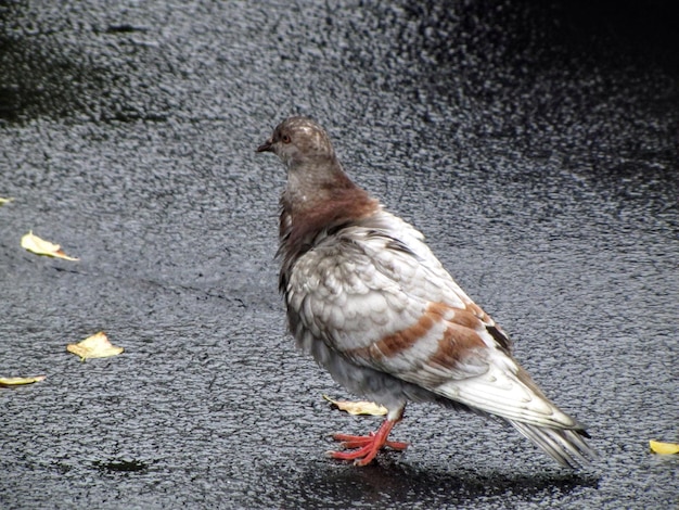 Close-up of bird perching on ground