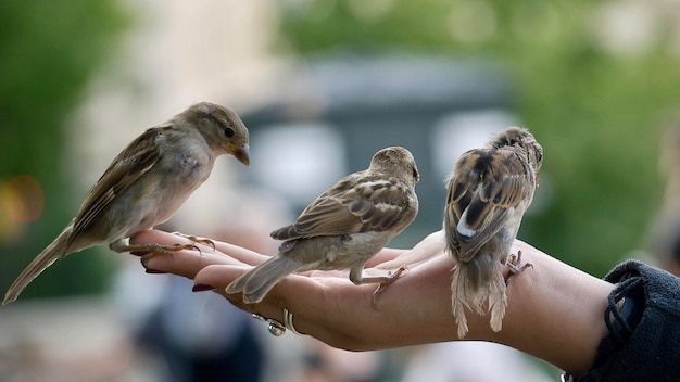 Photo close-up of bird perching on hand