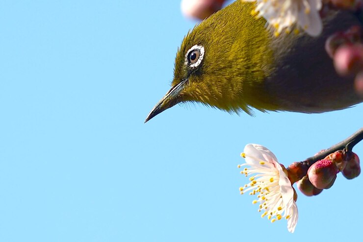 Photo 手に座っている鳥のクローズアップ