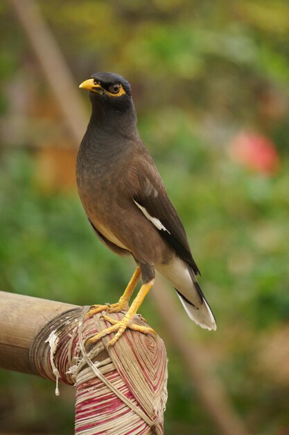 Photo close-up of bird perching on hand