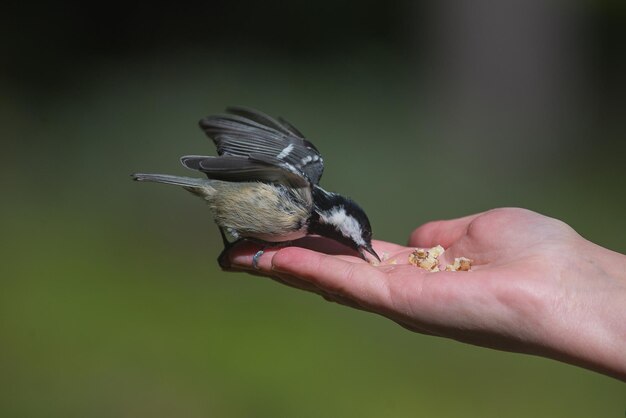 Photo close-up of bird perching on hand