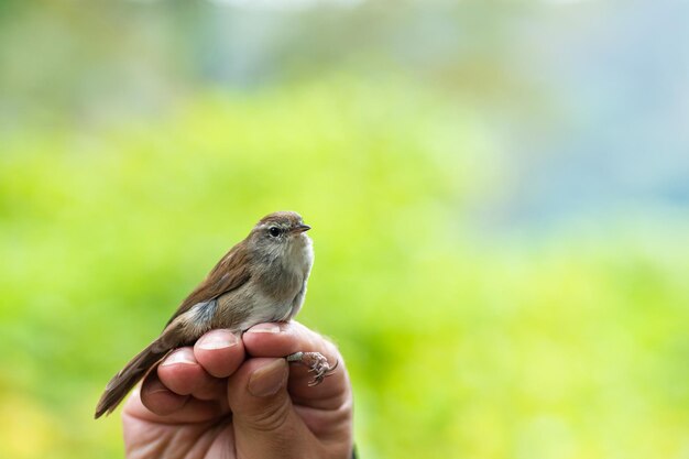 Close-up of a bird perching on a hand