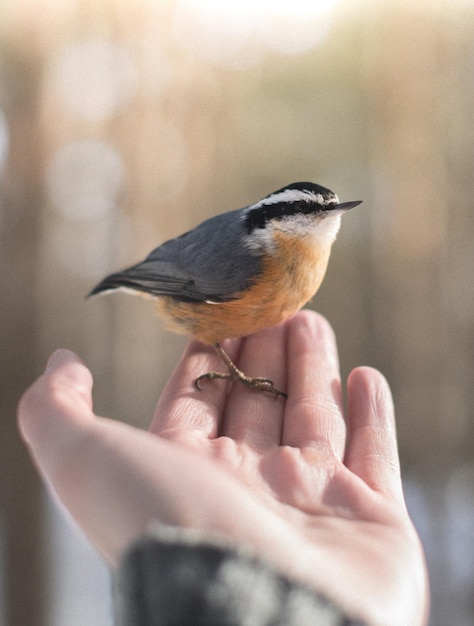 Foto prossimo piano di un uccello appollaiato sulla mano