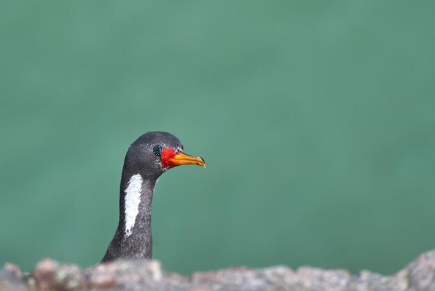 Close-up of bird perching on a lake