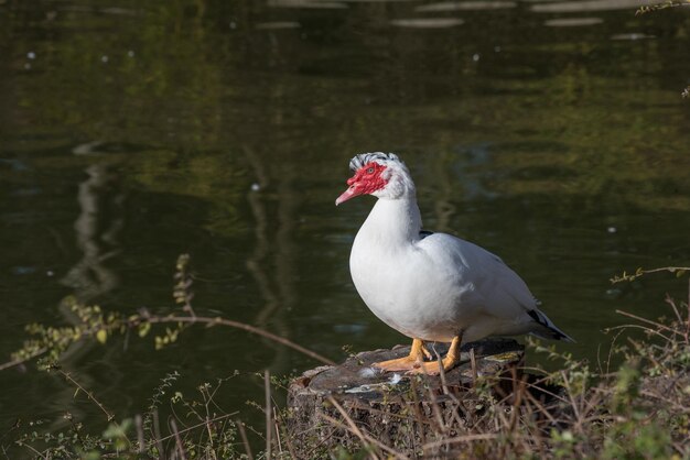 Photo close-up of bird perching on lake