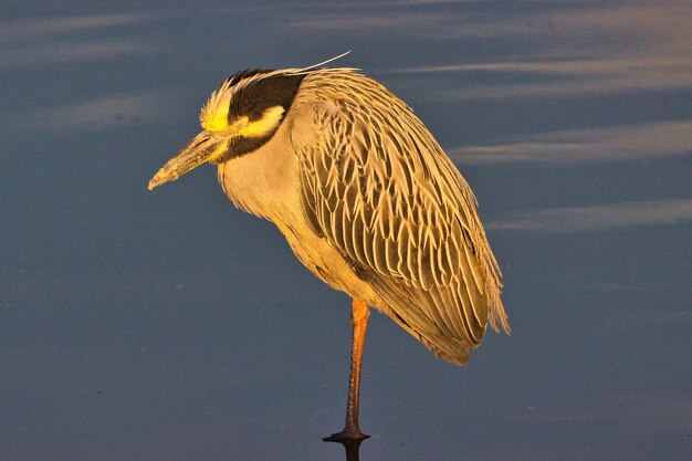 Photo close-up of bird perching on a lake