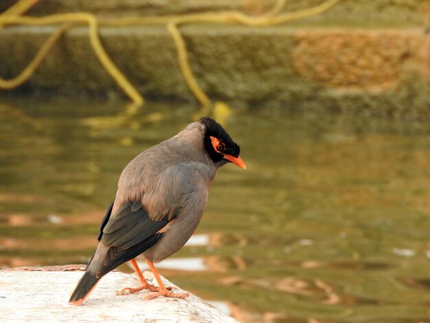 Photo close-up of bird perching on a lake