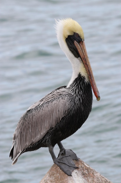 Photo close-up of bird perching on a lake