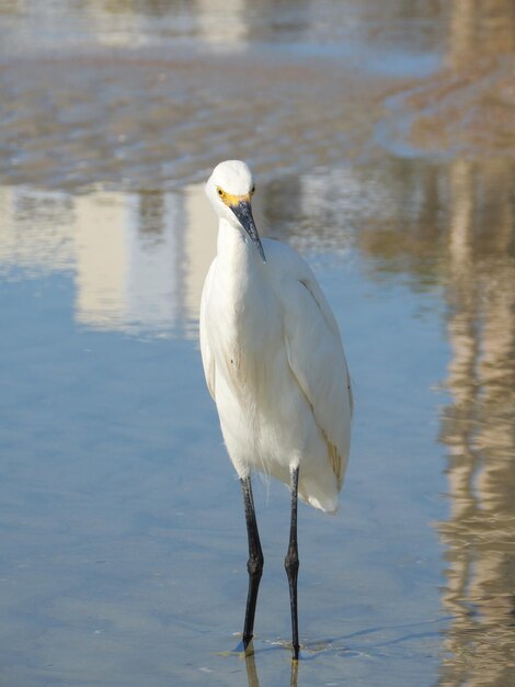 Photo close-up of bird perching on lake