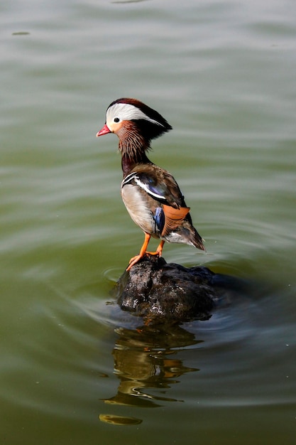 湖の上に座っている鳥のクローズアップ