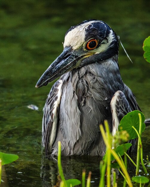 Foto close-up di un uccello appoggiato su un lago