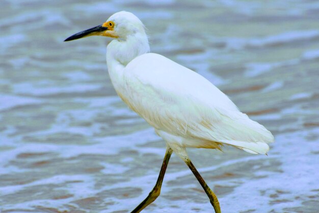 湖の上に座っている鳥のクローズアップ