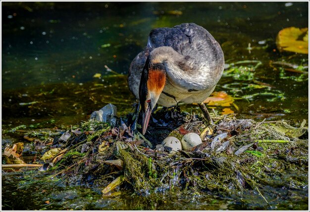 Foto close-up di un uccello appoggiato sul lago