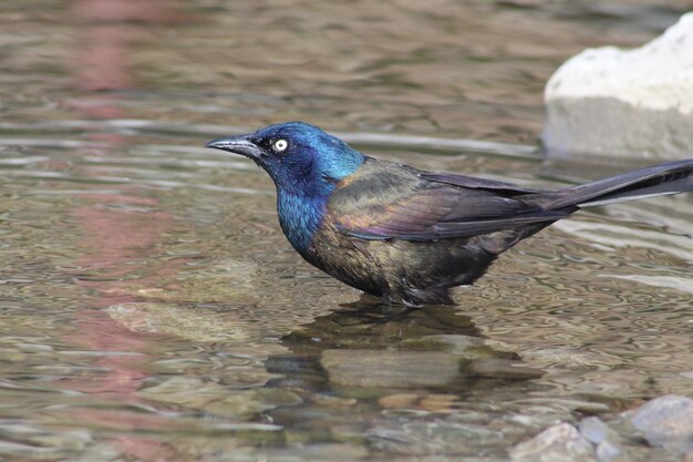 Close-up of bird perching on lake