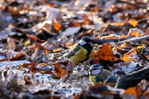 Photo close-up of bird perching on a lake