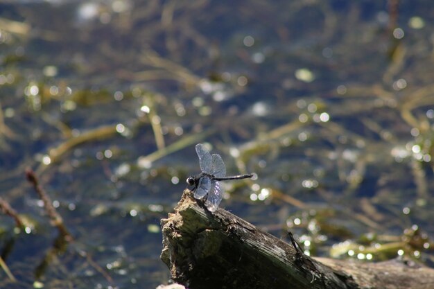 Photo close-up of bird perching on a lake