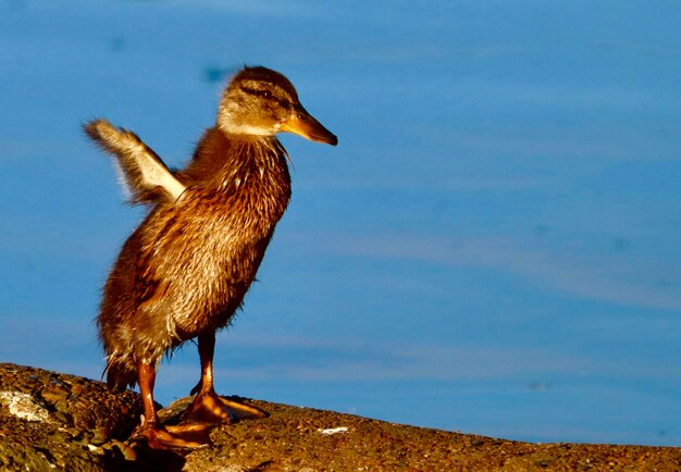 Close-up of bird perching on a lake