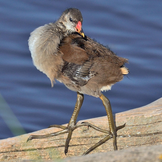 Photo close-up of bird perching on a lake