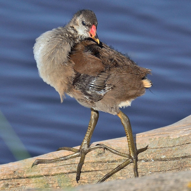 Close-up of bird perching on a lake