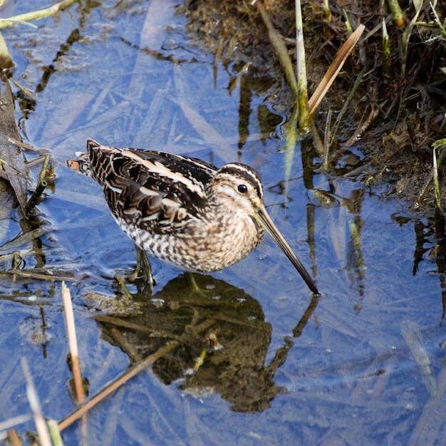 Photo close-up of bird perching on lake