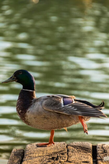 Foto close-up di un uccello appoggiato su un lago