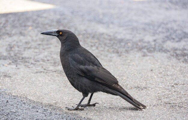 陸上に座っている鳥のクローズアップ