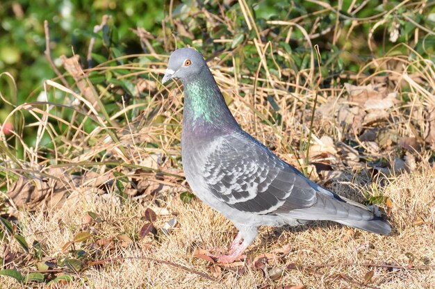 Photo close-up of bird perching on a land