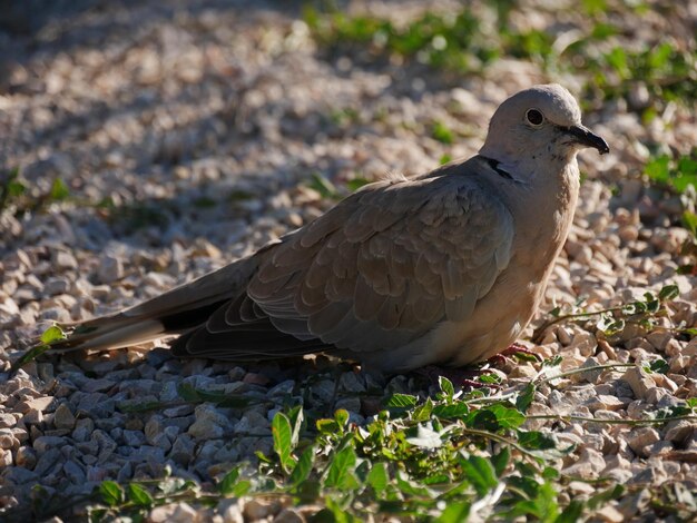 Close-up of bird perching on a land