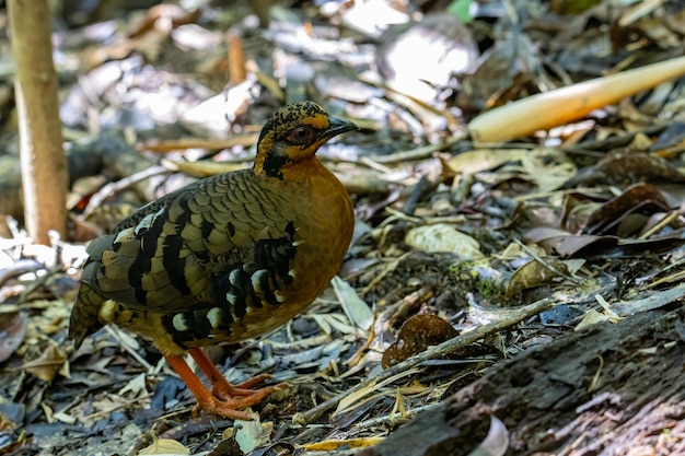 Foto close-up di un uccello appoggiato a terra