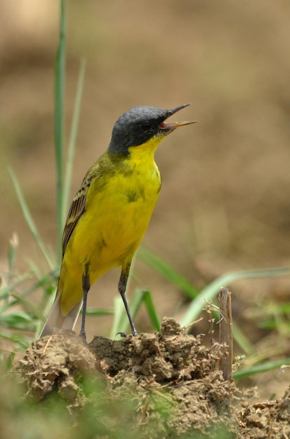 Photo close-up of bird perching on a land