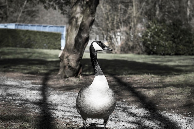 Photo close-up of bird perching on a land