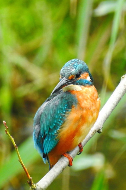 Close-up of bird perching on leaf