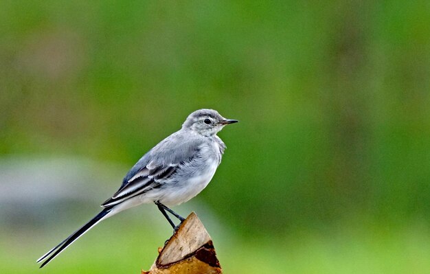 葉の上に座っている鳥のクローズアップ