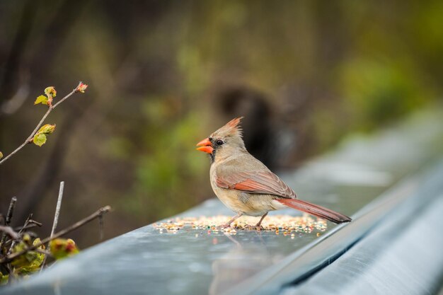 Photo close-up of bird perching on leaf