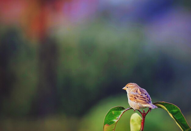 Photo close-up of bird perching on leaf