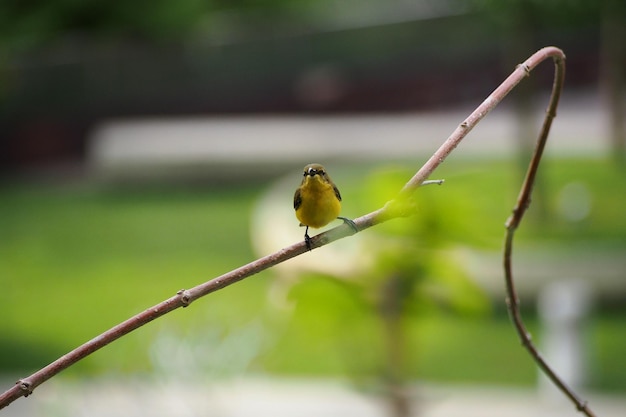 Close-up of bird perching on leaf