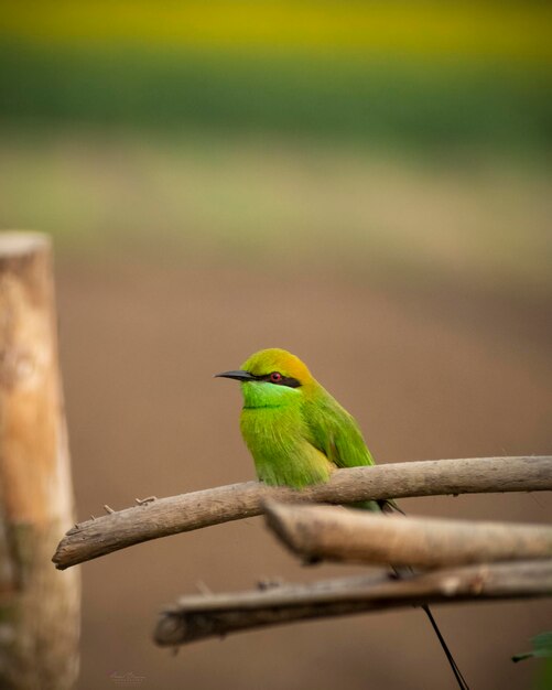 Close-up of bird perching on leaf