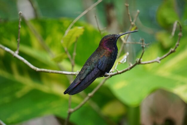 Photo close-up of bird perching on leaf